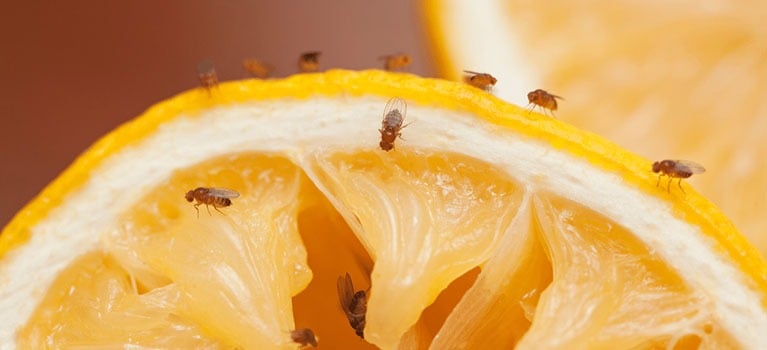 Fruit Fly-Free All Summer Long