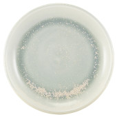 Terra Porcelain Pearl Coupe Plate 19cm (Pack of 6)