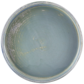 Terra Porcelain Seafoam Presentation Plate 18cm (Pack of 6)