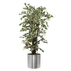 Bolero Artificial Plant Ficus Exotica Variagated 1500mm