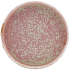 Terra Porcelain Rose Low Presentation Plate 18cm/7" (Pack of 6)
