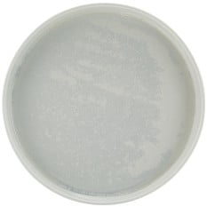 Incise Porcelain Lucine Presentation Plate 25cm/10" (Pack of 6)
